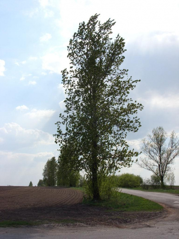 Foto: R.Kaczmarek - Sokolniki Wielkie 2011; wiosenny widok #GminaKaźmierz #PowiatSzamotulski #przyroda #osobliwości #SokolnikiWielkie #wieś #drzewa #roślinność #wiosna