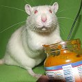 Roger #szczury #szczur #rat #rats