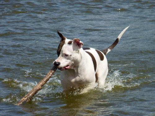 Lola, Wisła, czerwiec 2011