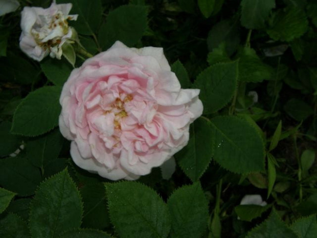 Meiden Blush #róże