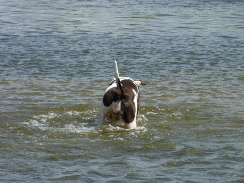 Lola, Wisła, czerwiec 2011