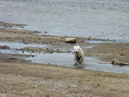 Brutus, Wisła, czerwiec 2011