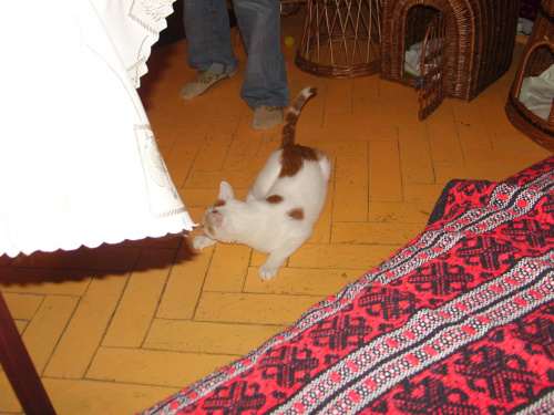 wizyta poadopcyjna Tigra marzec 2009