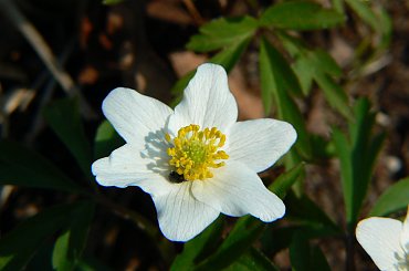 kwiatki #wiosna #natura #kwitek #kwiaty #las #park #przyroda