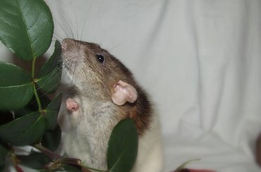 Rys #rat #rats #szczur #szczury