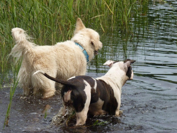 Brutus i Lola, Kruczek, lipiec 2011