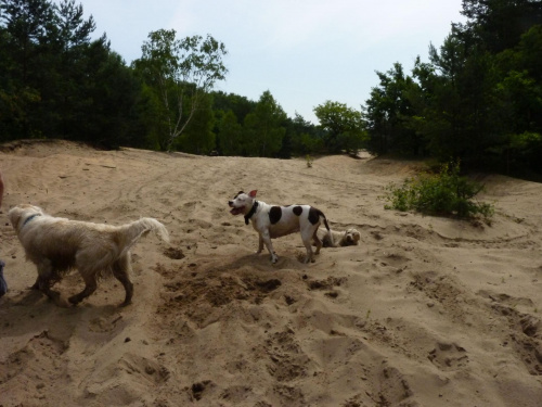 Brutus i Lola, Wisła, czerwiec 2011