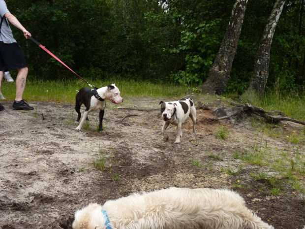 Brutus, Lola i Benek, Kruczek, lipiec 2011