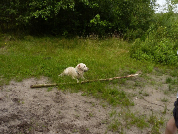 Brutus, Kruczek, lipiec 2011