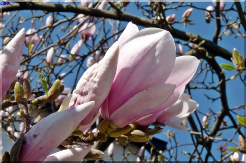 Oczarowana wiosna...:)