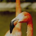#zoo #pelikan #natura #piękno #przyroda #zwierzę #Ostrava #CzeskieZoo #wycieczka