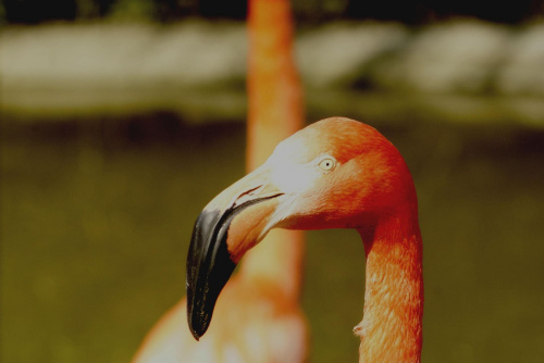 #zoo #pelikan #natura #piękno #przyroda #zwierzę #Ostrava #CzeskieZoo #wycieczka