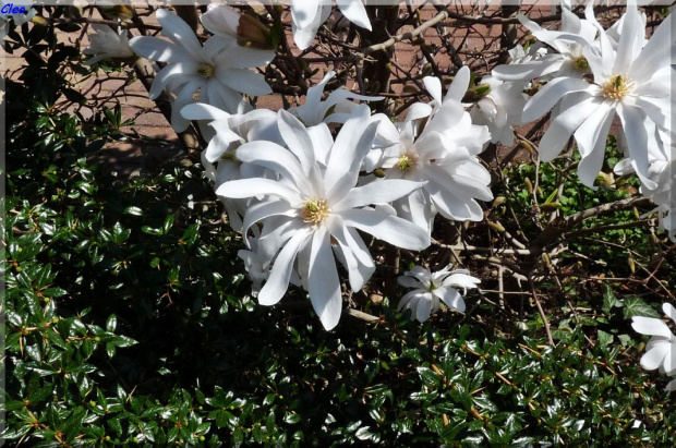 Oczarowana wiosna...:)