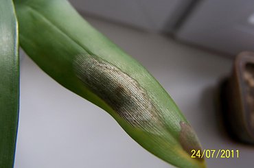 #kwiaty #oncidium #storczyk