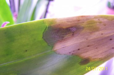 #kwiaty #oncidium #storczyk