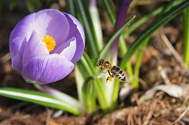 #pszczoła #pszczoły #zwierzęta