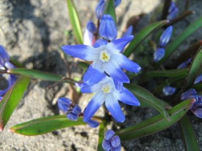 Niebieskie kwiatki #Kwiatki #wiosna #ogród