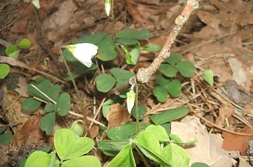 #foto #makro #Mrówka #przyroda #ZajęczySzczaw