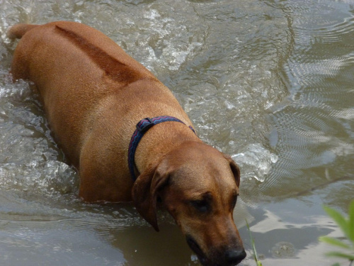 Zoja, Choszczówka, lipiec 2011