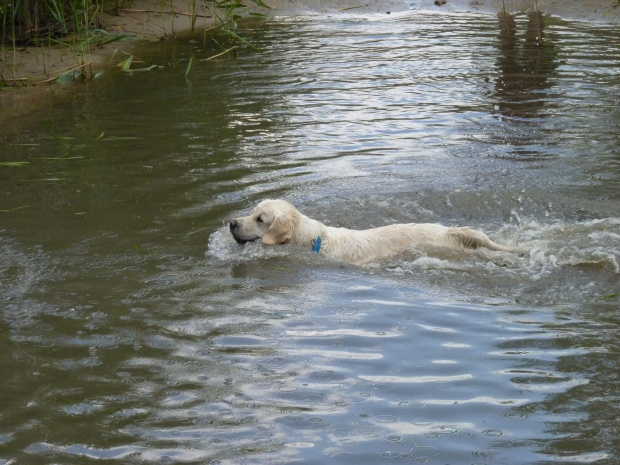 Brutus, Choszczówka, lipiec 2011