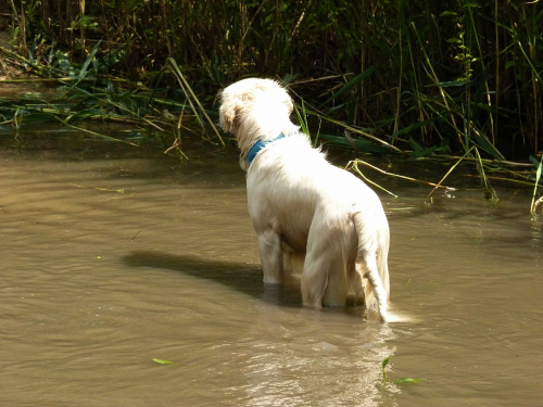 Brutus, Choszczówka, lipiec 2011