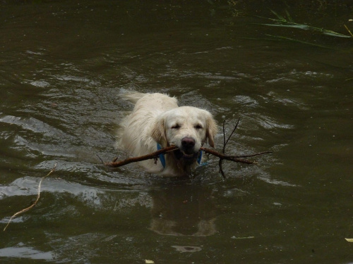 Brutus, Choszczówka, lipiec 2011