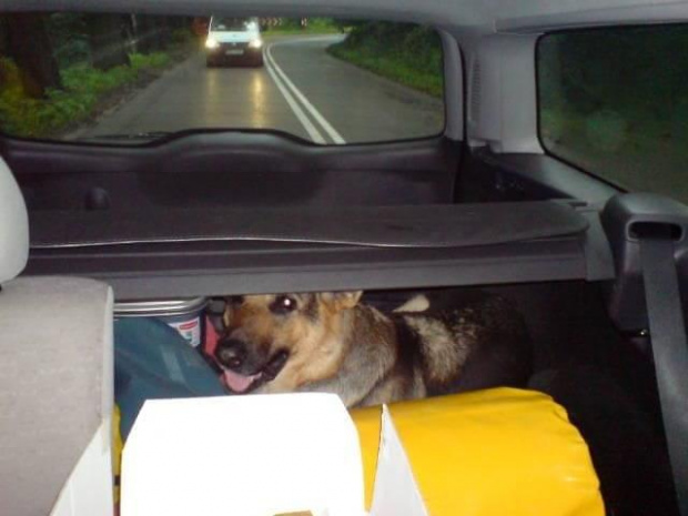Nareszcie gdzieś jedziemy #Psy